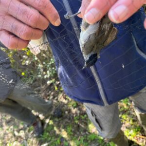 uccellino catturato per inanellamento