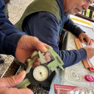 ricercatori misurano dimensioni uccellino